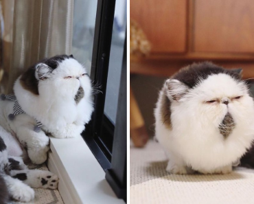 Meet Zuu The Cat, Who Looks Like A Ball Of Fluff