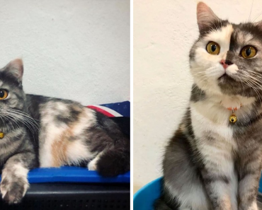 ‘Chimera,’ The Cat Who Has A Unique Face