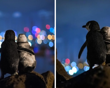Photographer Captures Two Penguins Overlooking The Melbourne Skyline Together
