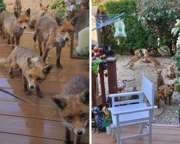 Woman Has Been Feeding The Same Family Of Foxes For Over 25 Years Now