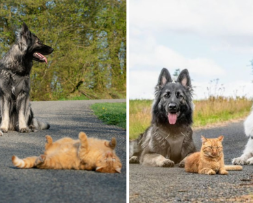 We Saved A Kitten, The Dogs Helped Us To Raise Him, And Now The Cat Thinks He’s A Dog