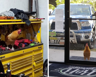 Abandoned Rooster Shows Up At Auto Shop And Decides It’s His Home Now
