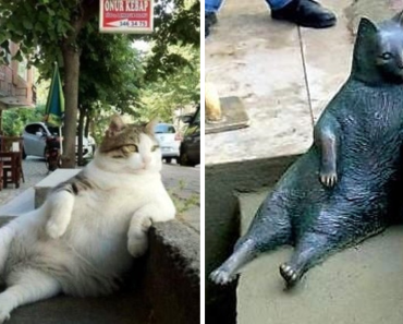 Tombili, The Famous Cat Honored With Its Own Statue At Its Favorite Spot