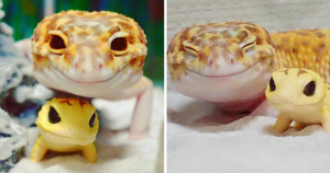 Gecko Can’t Stop Smiling When He’s Around His Toy Gecko