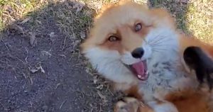 Sneaky Fox Runs Away While It’s Still Recording And Tries To Bury It